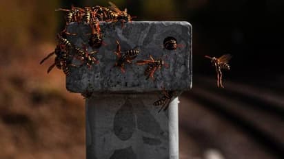 കൂട്ടത്തോടെത്തി കൊലയാളിതേനീച്ചകൾ, ആക്രമണത്തിൽ 60കാരനും വളർത്തുനായയ്ക്കും ഗുരുതര പരിക്ക്, 250 ലേറെ കുത്ത്