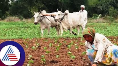 ಚಿಕ್ಕಮಗಳೂರು: ಉತ್ತಮ ಮಳೆಗೆ ಚುರುಕು ಪಡೆದ ಬಿತ್ತನೆ ಕಾರ್ಯ