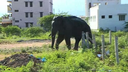 അരിക്കൊമ്പൻ കമ്പം ടൗണിൽ; പരിഭ്രാന്തരായി ജനം, നിരീക്ഷിച്ച് വനം വകുപ്പ്