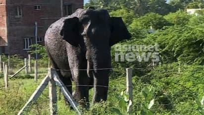 ഇടക്ക് കാട് കയറും, പിന്നേയും നദിക്കരയിലേക്ക്; അരികൊമ്പന്റെ ആരോഗ്യനില മെച്ചപ്പെട്ടു, ആന ഷണ്മുഖ നദിക്കരയിൽ തന്നെ