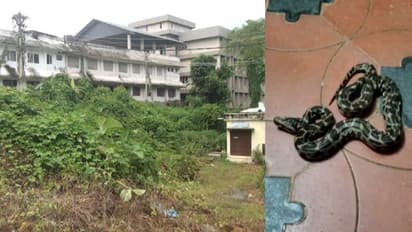 വാർഡിലേക്ക് ഇഴഞ്ഞെത്തി പെരുമ്പാമ്പ്, ഇഴജന്തുക്കളുടെ വിഹാരകേന്ദ്രമായി കാഞ്ഞിരപ്പള്ളി ജനറൽ ആശുപത്രി