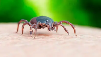 US records first death from Powassan virus: All you need to about tick-borne disease