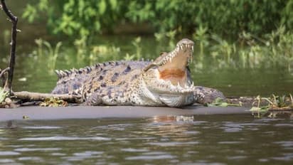 Grisly discovery in Florida: Woman's body found with torso in alligator's jaws