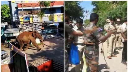 അരിക്കൊമ്പനെ മയക്കുവെടിവച്ച് പിടികൂടാനൊരുങ്ങി തമിഴ്നാട്; കുങ്കിയാനകളെ എത്തിക്കും