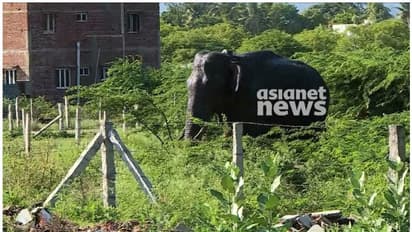അരിക്കൊമ്പൻ പ്രശ്നക്കാരന്; മയക്കുവെടി വയ്ക്കാൻ ഉത്തരവിറക്കി തമിഴ്നാട് വനംവകുപ്പ്, കമ്പത്ത് നിരോധനാജ്ഞ