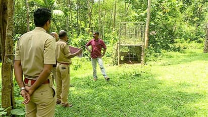 വടശ്ശേരിക്കരയിലും പെരുനാട്ടിലും ഇറങ്ങിയത് ഒരേ കടുവയോ? കണ്ഫ്യൂഷന് മാറാതെ വനംവകുപ്പ്