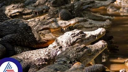 ಅಬ್ಬಬ್ಬಾ..ಸಾಕಿದ ಮಾಲೀಕನ ದೇಹವನ್ನೇ ಕಿತ್ತು ಕಿತ್ತು ತಿಂದ 40 ಮೊಸಳೆಗಳು