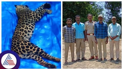 Leopard death:  ಶಿವಮೊಗ್ಗದಲ್ಲಿ ಉರುಳಿಗೆ ಸಿಲುಕಿ ಚಿರತೆ ಸಾವು!