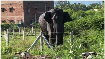 Mission Arikomban relaunched; Tamil Nadu forest dept begins mission to capture wild tusker