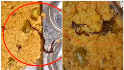 ಮಧ್ಯಾಹ್ನದ ಬಿಸಿಯೂಟದಲ್ಲಿ ಪತ್ತೆಯಾದ ಹಾವು, 12ಕ್ಕೂ ಅಧಿಕ ವಿದ್ಯಾರ್ಥಿಗಳು ಅಸ್ವಸ್ಥ!