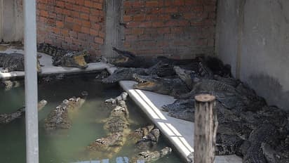 40 முதலைகளால் கொல்லபட்ட முதியவர்! கம்போடியா பண்ணையில் நடந்த பயங்கரம்!