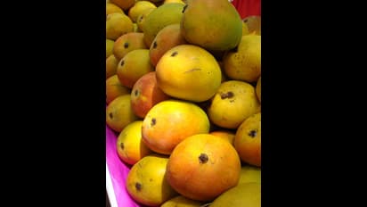  రోజుకు ఎన్ని మామిడి పండ్లు తినొచ్చు?