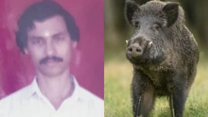 എരുമപ്പെട്ടി വരവൂരിൽ കാട്ടുപന്നിയുടെ ആക്രമണത്തിൽ ഗൃഹനാഥൻ മരിച്ചു