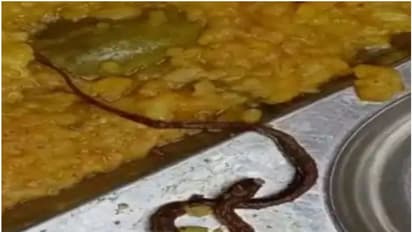 സ്കൂളിലെ ഉച്ചക്കഞ്ഞി കഴിച്ചവർക്ക് ചർദ്ദി, ബോധംകെട്ട് വീണു, നൂറോളം കുട്ടികൾ ആശുപത്രിയിൽ, പരിശോധനയിൽ ചത്ത പാമ്പ്