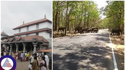 ಧರ್ಮಸ್ಥಳ- ಸುಬ್ರಹ್ಮಣ್ಯಕ್ಕೆ ಹೋಗುವವರೇ ಎಚ್ಚರ: ರಸ್ತೆಯಲ್ಲಿಯೇ ಕಾಡಾನೆಗಳ ದಾಳಿ