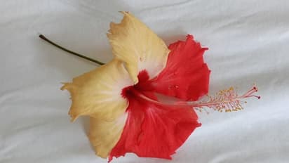 ಮಂಡ್ಯ: ಒಂದೇ ಗಿಡದಲ್ಲಿ ಎರಡು ಬಣ್ಣದ ದಾಸವಾಳ ಹೂವು