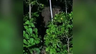 വാഴാനിയിൽ സ്വകാര്യ വ്യക്തിയുടെ വീട്ടുമുറ്റത്ത് കാട്ടാന, പടക്കം പൊട്ടിച്ച് കാടുകയറ്റിയിട്ടും വീണ്ടുമിറങ്ങി