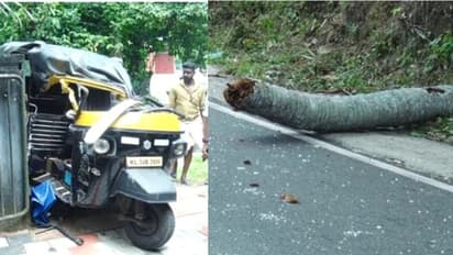 ഓടിക്കൊണ്ടിരുന്ന ഓട്ടോറിക്ഷയുടെ മുകളിൽ തെങ്ങ് ഒടിഞ്ഞു വീണു; യാത്രക്കാർക്ക് പരിക്ക്