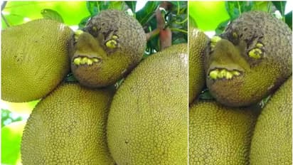 'പല്ല്, കണ്ണ്, മൂക്ക്, നിറഞ്ഞ ചിരി'; മലപ്പുറത്ത് മനുഷ്യനെപ്പോലെ ഒരു ചക്ക, കൗതുക കാഴ്ച...