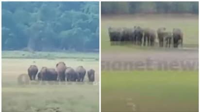 മലമ്പുഴയിൽ ഡാമിൽ വെള്ളം കുടിക്കാൻ കാട്ടാനക്കൂട്ടം: പന്ത്രണ്ടോളം ആനകൾ, കൂട്ടത്തിലൊരു കുട്ടിയാനയും