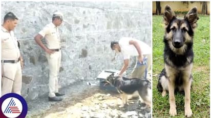 ಕಳ್ಳರು ಕದ್ದೊಯ್ದ ಹಣದ ಪೆಟ್ಟಿಗೆ ಕ್ಷಣಾರ್ಧದಲ್ಲಿ ಪತ್ತೆ ಮಾಡಿದ ಪೊಲೀಸ್‌ ಶ್ವಾನ ರೂಬಿ