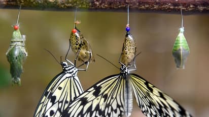 യൂറോപ്പില്‍ പൂമ്പാറ്റകള്‍ കുറയുന്നു; സംരക്ഷിച്ചില്ലെങ്കില്‍ ആവാസവ്യവസ്ഥയില്‍ വലിയ മാറ്റമെന്ന് പഠനം 