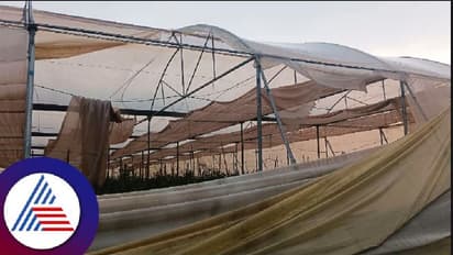 ಕೋಲಾರ: ಭಾರೀ ಮಳೆ, ಗಾಳಿಗೆ ನೆಲಕಚ್ಚಿದ ಮಾವು, ತರಕಾರಿ!