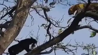 Viral video : ഒരേ സ്ഥലത്തിന് വേണ്ടി പുലിയും കരിംപുലിയും, ആര് ജയിക്കും? വീഡിയോ