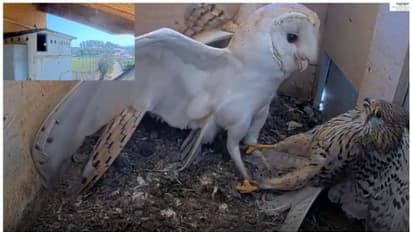 മുട്ടകള് മോഷ്ടിക്കാനെത്തിയ കള്ളനെ തുരത്തിയോടിക്കുന്ന മൂങ്ങകള്; വൈറല് വീഡിയോ