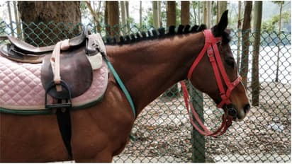 ഗതാഗതക്കുരുക്കും അപകട സാധ്യതയും; മൂന്നാറിലെ അനധികൃത കുതിരസവാരികള്ക്കെതിരെ നടപടി