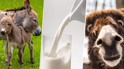 World Milk Day 2023: Know about Donkey milk, it's skin and health benefits