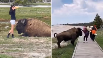 തൊട്ടടുത്ത് പോയി സെല്‍ഫി; ടൂറിസ്റ്റുകള്‍ക്കെതിരെ പാഞ്ഞ് കാട്ടുപോത്ത്- വീഡിയോ