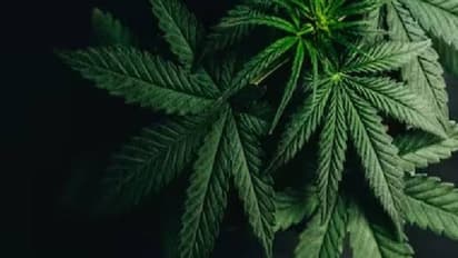 അച്ഛൻ കഞ്ചാവ് ചേർത്ത ബിസ്ക്കറ്റ് നൽകി; 11 വയസ്സുകാരി ആശുപത്രിയിൽ