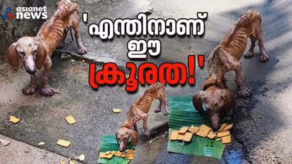 എത്ര വില കൊടുത്തും വാങ്ങും; രോമം കൊഴിഞ്ഞ് 'ഭംഗി' പോകുമ്പോള്‍ വലിച്ചെറിയും തെരുവിലേക്ക്...