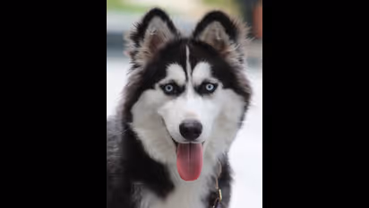 Bengaluru: Police locate blind Husky within a week of its missing complaint