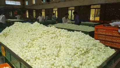 Kolar: ಏಕಾಏಕಿ ಕುಸಿತ ಕಂಡ ರೇಷ್ಮೆ ಗೂಡಿನ ಧಾರಣೆ: ಕಂಗಾಲಾದ ರೇಷ್ಮೆ ಬೆಳೆಗಾರರು