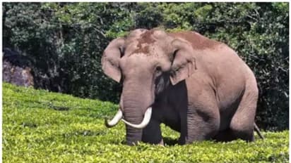 ചക്കക്കൊമ്പന് മുന്നിൽ പെട്ടു; ഭയന്നോടി വീണ യുവാവിന് തലയ്ക്കും കൈ കാലുകൾക്കും പരിക്ക്