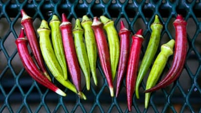 ദിവസവും ഡയറ്റില്‍ ഉള്‍പ്പെടുത്താം വെണ്ടയ്ക്ക; അറിയാം ഈ  ആരോഗ്യ ഗുണങ്ങള്‍...