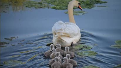 താറാവാണ് എന്ന് കരുതി ​ഗ്രാമക്കാരുടെ അരയന്നത്തെ കറി വച്ച് കഴിച്ചു, കൗമാരക്കാർ അറസ്റ്റിൽ