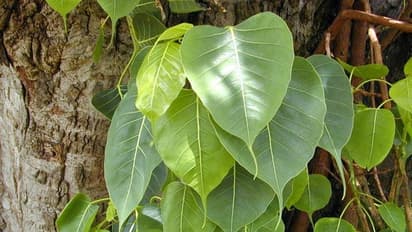 ಕಂಕಣ ಭಾಗ್ಯ ಕೂಡಿ ಬರುತ್ತಿಲ್ಲವೇ?: ಅಶ್ವತ್ಥ ವೃಕ್ಷವನ್ನು ನಿತ್ಯ ಪೂಜಿಸಿ ಸುಖ ಸಂಸಾರ ನಡೆಸಿ...