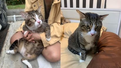 ആറാം നിലയില്‍ നിന്ന് താഴെ വീണിട്ടും പൂച്ച ചത്തില്ല; സംഭവം ഇങ്ങനെ...