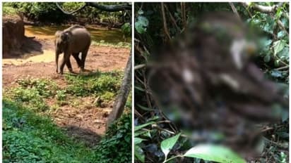 ആറളം ഫാമില്‍ അവശനിലയിൽ അലഞ്ഞുതിരിഞ്ഞ് നടന്നിരുന്ന കുട്ടിയാന ചരിഞ്ഞു