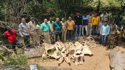 ಬೆಂಗಳೂರು: ದಂತ ಕಳ್ಳತನವಾಗಿದ್ದ ಮೃತ ಆನೆಯ ಅವಶೇಷ ಪತ್ತೆ