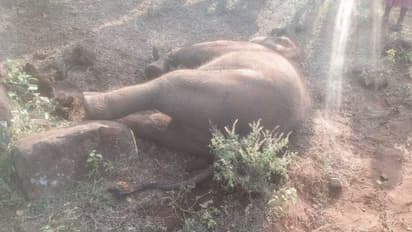 അട്ടപ്പാടിയില്‍ ഏറ്റുമുട്ടി കാട്ടാനകള്‍, കുട്ടിയാന ചരിഞ്ഞു