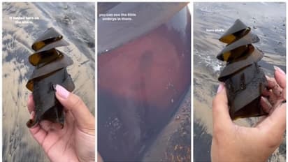 തീരത്ത് നിന്ന് ലഭിച്ചത് 'സ്രാവിന്‍റെ മുട്ട' ! വീഡിയോ കണ്ട് കണ്ണ് തള്ളി നെറ്റിസണ്‍സ് 