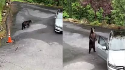 കാറിന്‍റെ ഡോര്‍ വലിച്ചുതുറന്നു കരടി; പിന്നീട് സംഭവിച്ചത്...