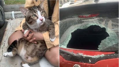 6ನೇ ಮಹಡಿಯಿಂದ ಬಿದ್ದು ಬದುಕುಳಿದ ಬೆಕ್ಕು : ಕಾರಿನ ಗಾಜು ಪುಡಿ ಪುಡಿ