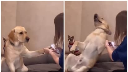 നഖം മുറിക്കാന് ശ്രമിക്കുന്നതിനിടെ ബോധം പോകുന്ന നായ; അഭിനയത്തിന് ഓസ്കാര് കൊടുക്കണമെന്ന് നെറ്റിസണ്സ്