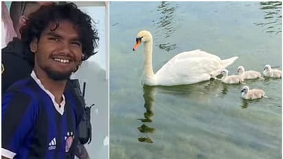 നാടൊന്നാകെ സ്നേഹിച്ച അരയന്നം, അർധരാത്രി കൊന്ന് വയറ്റിലാക്കി യുവാക്കളുടെ ക്രൂരത; കാത്തിരിക്കുന്ന ശിക്ഷ എന്ത്?