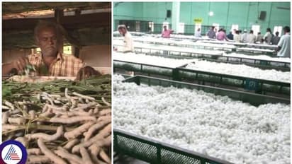 ರೇಷ್ಮೆ ಗೂಡು ಬೆಲೆ ಕುಸಿತ: ಸಾಲದ ಸುಳಿಗೆ ಸಿಲುಕಿದ ರೈತ